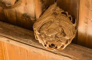 Wasp Nest Removal Cowes (01983)