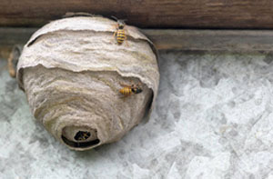 Wasp Nest Removal Bath (01225)