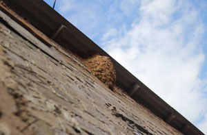 Wasp Nest Removal Bristol