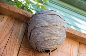 Wasp Nest Removal Bristol (0117)