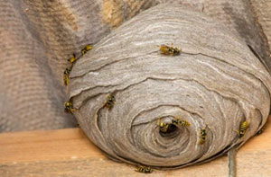 Wasp Nest Removal UK (044)