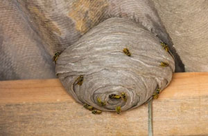 Wasp Nest Removal Blackpool (01253)