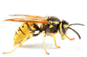 Wasp Problems Bristol (BS1) UK