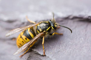 Wasp Problems Cowes (PO31) Isle of Wight