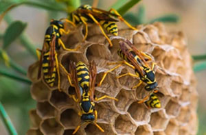 Wasp Nest Removal Near Me Bristol