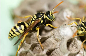 Wasps Nest Near UK (044)