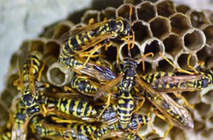 Wasp Nest Removal Kettering