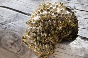 Wasps Nest Removal Cowes Isle of Wight (PO31)