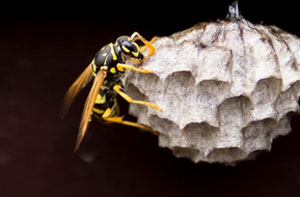 Wasps Nest Near Cowes (01983) Wasps Nest Near Cowes (01983)