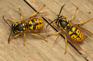 Wasp Problems Ipswich UK
